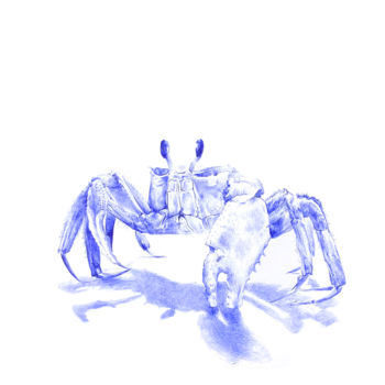 Dessin intitulée "Crabe" par Amélie Helmstetter, Œuvre d'art originale, Stylo à bille