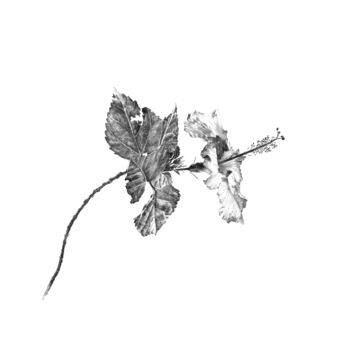 Desenho intitulada "Hibiscus" por Amélie Helmstetter, Obras de arte originais, Tinta