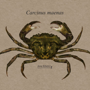 "Carcinus maenas" başlıklı Dijital Sanat Ana Ribeiro (Ana Ribeiro Illustration) tarafından, Orijinal sanat, Dijital Resim