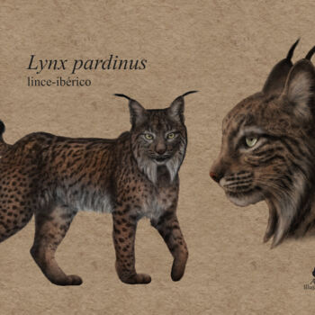 "Lynx pardinus" başlıklı Dijital Sanat Ana Ribeiro (Ana Ribeiro Illustration) tarafından, Orijinal sanat, Dijital Resim