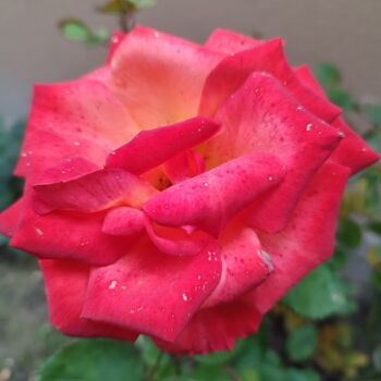 Φωτογραφία με τίτλο "Beautiful Rose" από András Lamp, Αυθεντικά έργα τέχνης, Ψηφιακή φωτογραφία
