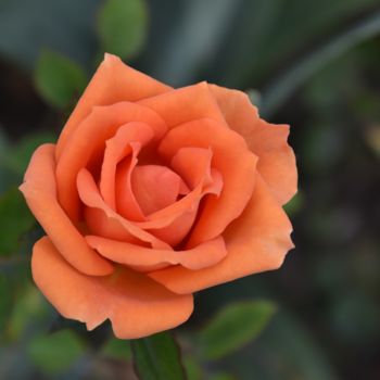 Photographie intitulée "une rose de mon jar…" par André Goinaud, Œuvre d'art originale, Photographie numérique