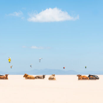 Photographie intitulée "COWS AND KITES" par Andrew Lever, Œuvre d'art originale, Photographie numérique