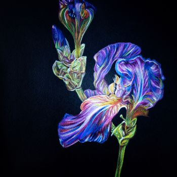 Painting titled "Iris crayonnés" by Anne Brigaud, Original Artwork