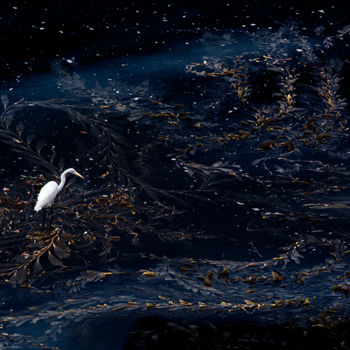 Fotografie getiteld "Egret Starry Night" door Schlueter, Origineel Kunstwerk, Digitale fotografie
