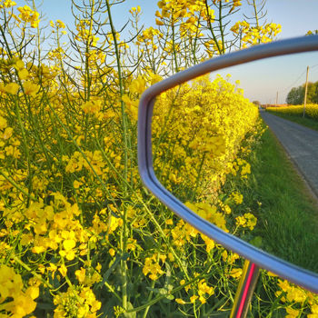 Photography titled "La route du colza" by Annie Gazé, Original Artwork, Digital Photography Mounted on Aluminium