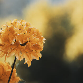 Photography titled "Fleur Orangée" by Antoine Heid, Original Artwork, Digital Photography