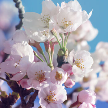 Fotografia zatytułowany „Fleur de Sakura 2” autorstwa Aonaka, Oryginalna praca, Fotografia cyfrowa
