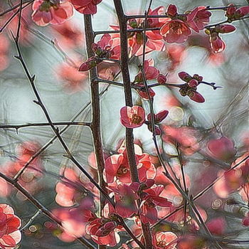 Photographie intitulée "cognassier ." par Aquartistiq, Œuvre d'art originale, Photographie numérique