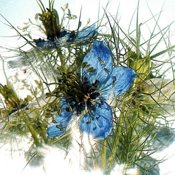 Photography titled "fleurs bleues." by Aquartistiq, Original Artwork, Digital Photography