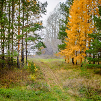 Photographie intitulée "Autumn landscape" par Artcomma, Œuvre d'art originale