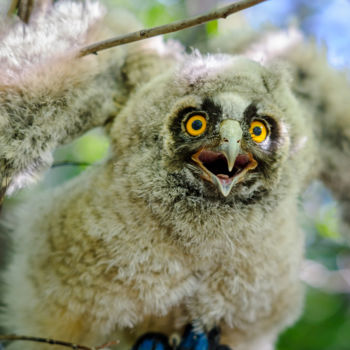 Fotografia zatytułowany „Nestling owl” autorstwa Artcomma, Oryginalna praca
