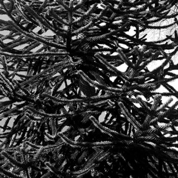 Photographie intitulée "Tree" par Art Moé, Œuvre d'art originale, Photographie numérique