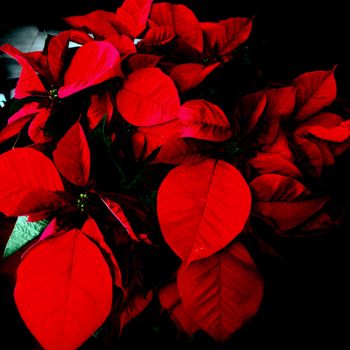 Fotografia zatytułowany „Flor de navidad” autorstwa Ath, Oryginalna praca, Manipulowana fotografia