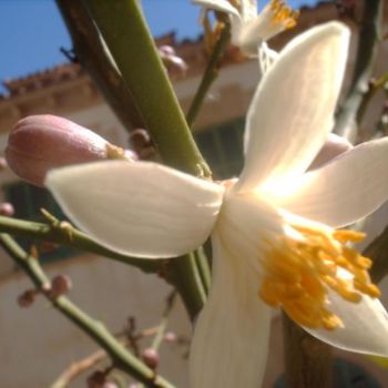 Fotografía titulada "AZAHARES." por Mary Carmen Diez Colorado, Obra de arte original