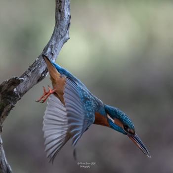 Photographie intitulée "Le plongeon" par Olivier Barau, Œuvre d'art originale, Photographie argentique