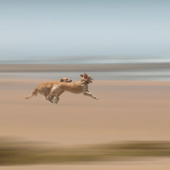 Fotografia intitulada "Flying dogs" por Bart Debo, Obras de arte originais, Fotografia digital