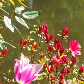 Photographie intitulée "petite tulipe" par Béatrice Marie Penaud, Œuvre d'art originale