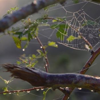 Fotografia intitulada "la saison se tricote" por Bernard Jacques, Obras de arte originais