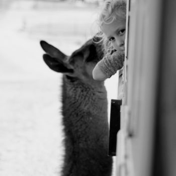 Photographie intitulée "Llama Whispers" par Bernard Best, Œuvre d'art originale, Photographie numérique