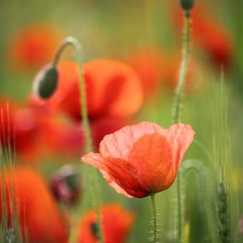 安装 标题为“Coquelicots” 由Alain Bernegger, 原创艺术品