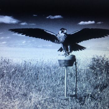 "Falcon" başlıklı Kolaj Bernie Spielmann tarafından, Orijinal sanat, Dijital Fotoğrafçılık