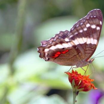 Fotografia intitulada "COSTA RICA - Faune…" por Bi2kir, Obras de arte originais