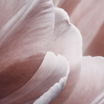 Fotografía titulada "Pink Macro Petals" por Bilge Paksoylu, Obra de arte original, Fotografía digital