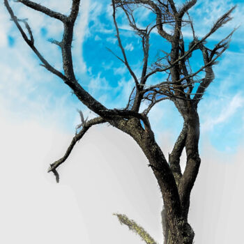 Prenten & gravures getiteld "Tree" door Lewis Freitag, Origineel Kunstwerk, Digitale afdruk Gemonteerd op Frame voor houten…