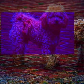 "Ultraviolet poodle" başlıklı Fotoğraf Blame Mr Ken tarafından, Orijinal sanat, Fotoşoplu fotoğrafçılık