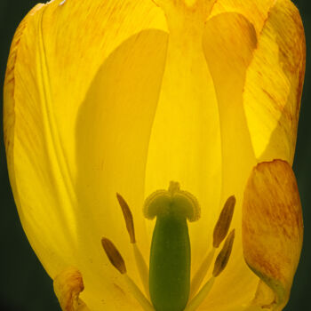 Photographie intitulée "yellow tulip" par Boris Belkania, Œuvre d'art originale, Photographie numérique