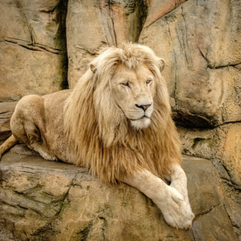 Photography titled "Lion" by Boris Belkania, Original Artwork, Digital Photography