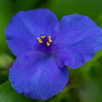 Photography titled "blue flower" by Boris Belkania, Original Artwork, Digital Photography