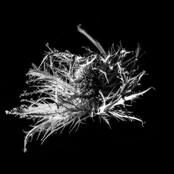 Фотография под названием "Spiky I" - Jgc Braticius, Подлинное произведение искусства, Цифровая фотография