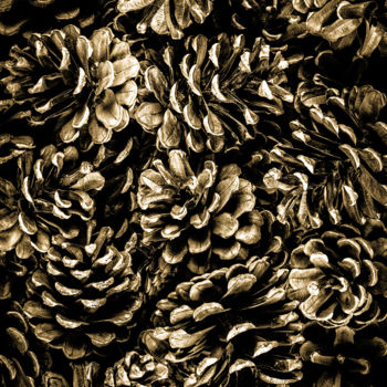 Fotografia intitulada "Pine cones majority" por Jgc Braticius, Obras de arte originais, Fotografia digital