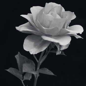 Photographie intitulée "Rose en noir et bla…" par Bruno Bisanti, Œuvre d'art originale, Photographie numérique