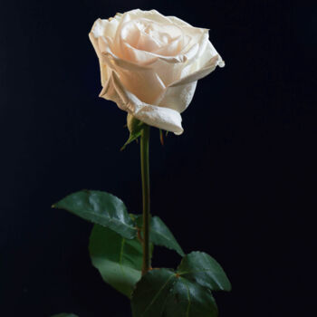 Photography titled "Rose Blanche" by Bruno Bisanti, Original Artwork, Non Manipulated Photography