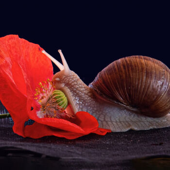 Photography titled "Escargot et coqueli…" by Bruno Bisanti, Original Artwork, Non Manipulated Photography