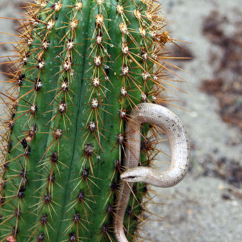 Photographie intitulée "Sans titre" par Cactus Vallee, Œuvre d'art originale, Photographie numérique