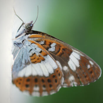 Fotografía titulada "Papillons au regard…" por Camély, Obra de arte original, Fotografía digital Montado en Aluminio