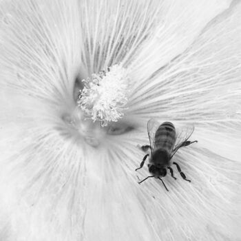 Photography titled "L'abeille" by Camille R., Original Artwork, Non Manipulated Photography