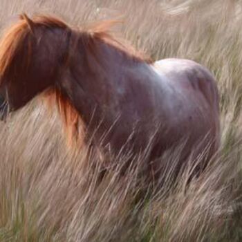 Digital Arts titled "Red Horse" by Carol Tipping, Original Artwork