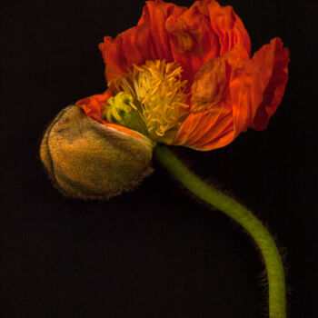 Photography titled "Coquelicot" by Carmen Lazarescu, Original Artwork, Digital Photography