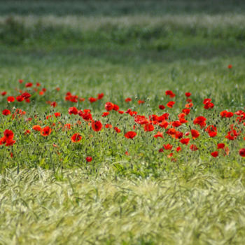 Fotografie getiteld "poppies" door Carol Lynch, Origineel Kunstwerk, Digitale fotografie