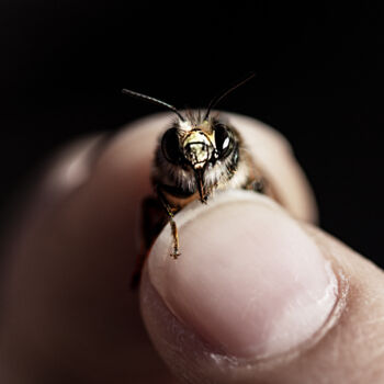 Photography titled "La sagesse de l'Ant…" by Cassandre Murail, Original Artwork, Digital Photography