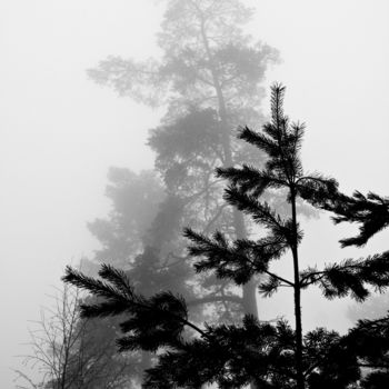 Fotografía titulada "Arbres dans la brum…" por Catherine Boutin, Obra de arte original, Fotografía digital