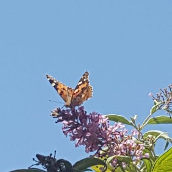 Fotografía titulada "Joli Papillon" por Catherine Oliver (Miss kat), Obra de arte original, Fotografía digital