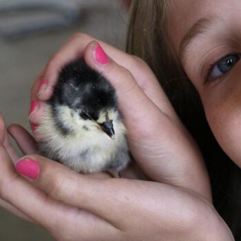 Photographie intitulée "Little Peep" par Cathy Robertson, Œuvre d'art originale, Photographie non manipulée