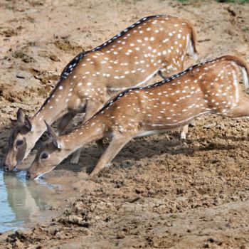 Fotografie getiteld "Sharing is Caring" door Chaminda Jayasekara, Origineel Kunstwerk, Digitale fotografie Gemonteerd op And…