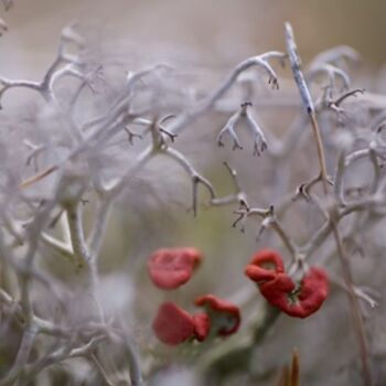 Photography titled "Univers miniature n…" by Chantal Gagné, Original Artwork